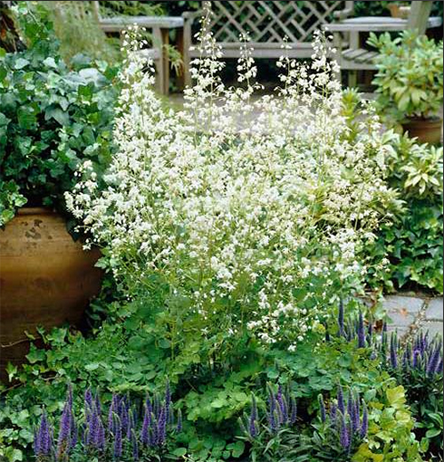 White Blizzard, Meadow Rue Album, Василистник белый